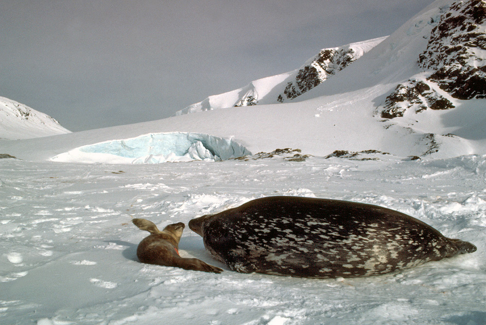 Antarctic animal adaptations, penguins, seals, krill, whales